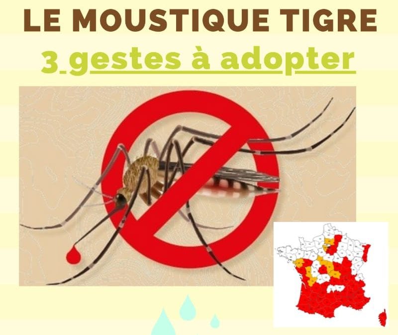 Le moustique Tigre